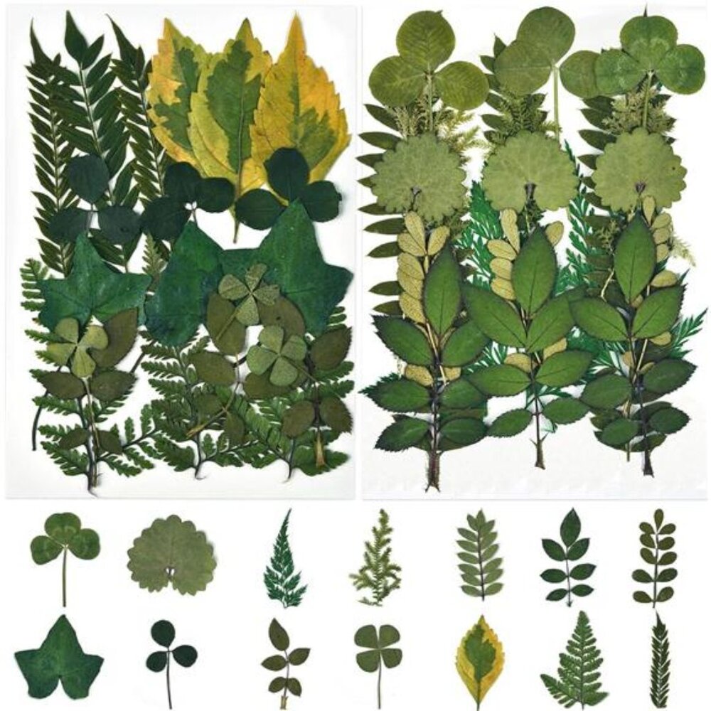 42 PCS Dried Leaves Pressed Leaves Dried Pressed Flowers for Craftsl Dried Leave